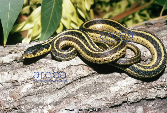 : Eastern Garter Snake : Eastern Garter Snake