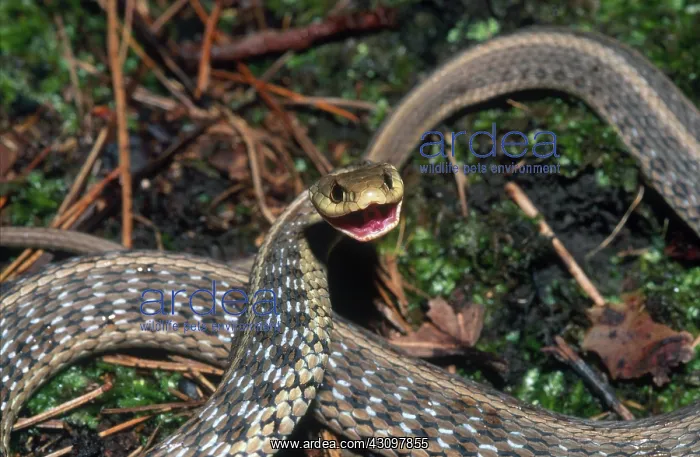 : Eastern Garter Snake : Eastern Garter Snake