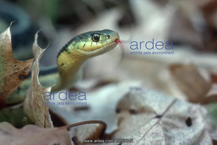 : Eastern Garter Snake : Eastern Garter Snake