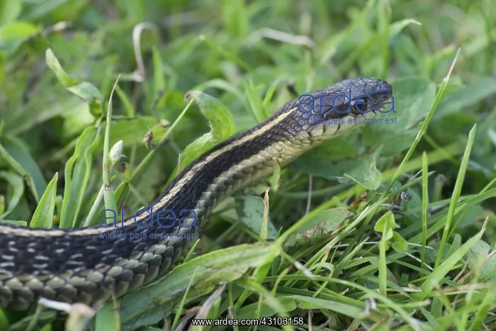 : Eastern Garter Snake : Eastern Garter Snake