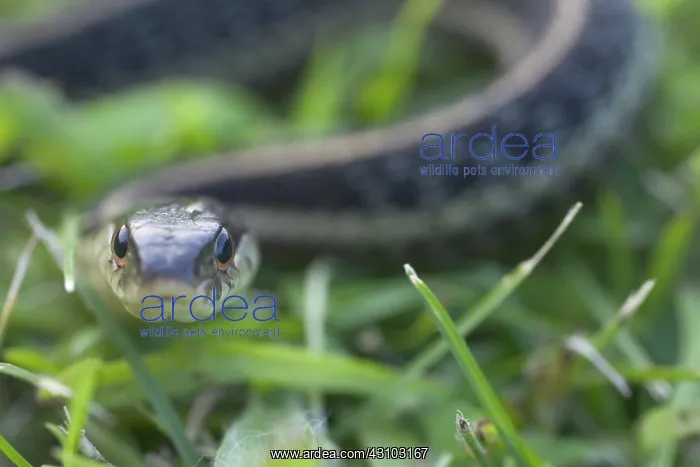 : Eastern Garter Snake : Eastern Garter Snake