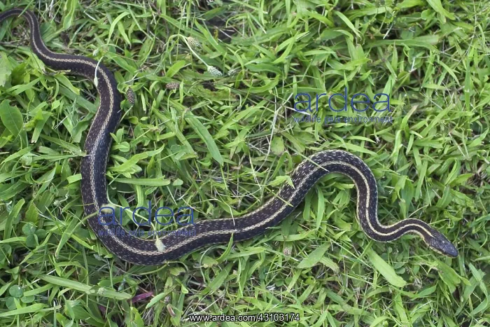 : Eastern Garter Snake : Eastern Garter Snake
