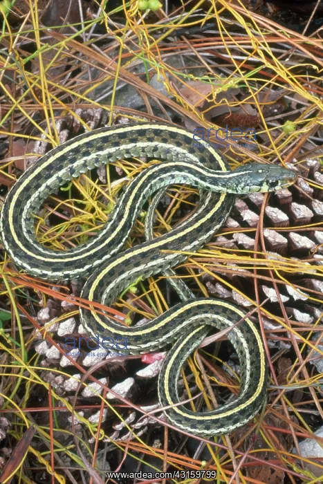 : Eastern Garter Snake : Eastern Garter Snake