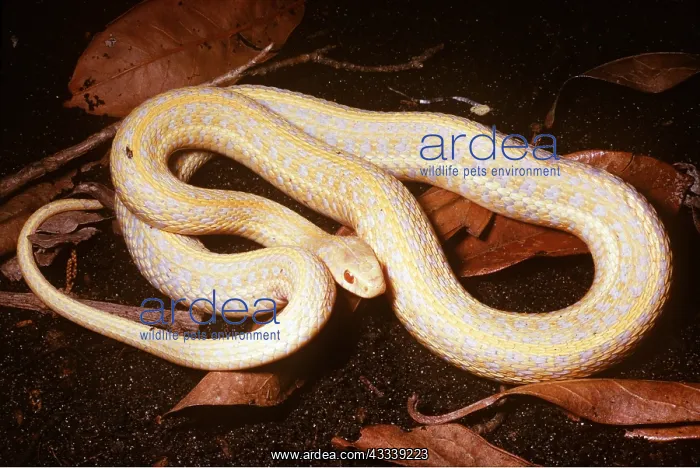 : EASTERN GARTER SNAKE - ALBINO : EASTERN GARTER SNAKE - ALBINO