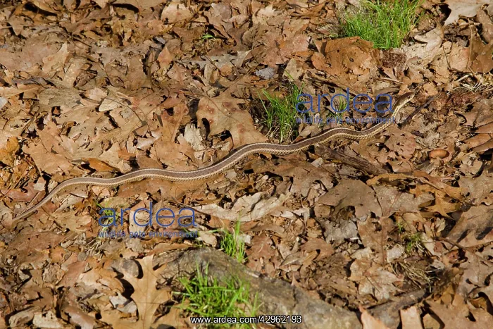 : Eastern Garter Snake - April : Eastern Garter Snake - April