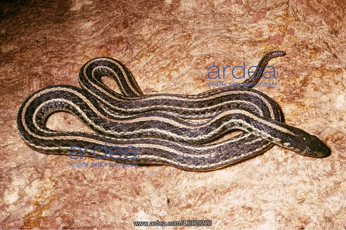 : EASTERN GARTER SNAKE - COILED : EASTERN GARTER SNAKE - COILED