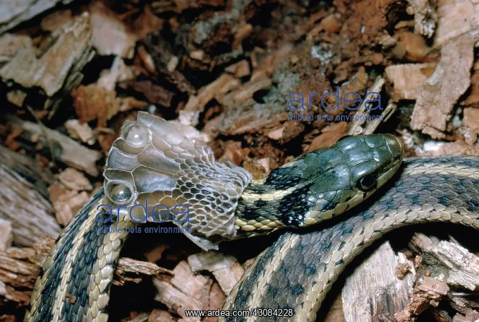: Eastern Garter Snake Shedding : Eastern Garter Snake Shedding