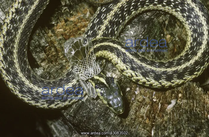 : Eastern Garter Snake shedding skin : Eastern Garter Snake shedding skin