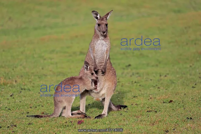 : Eastern giant grey kangaroo (Macropus giganteus) : Eastern giant grey kangaroo (Macropus giganteus)