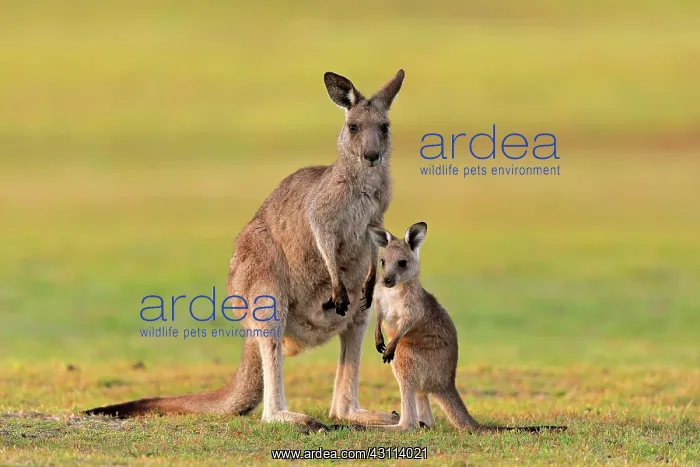 : Eastern giant grey kangaroo (Macropus giganteus) : Eastern giant grey kangaroo (Macropus giganteus)