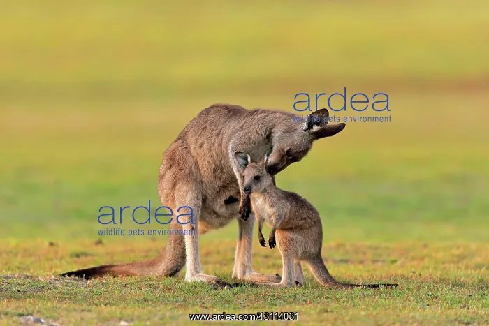  : Eastern giant grey kangaroo (Macropus giganteus)