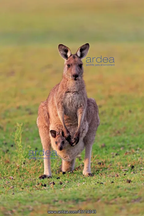 : Eastern giant grey kangaroo (Macropus giganteus) : Eastern giant grey kangaroo (Macropus giganteus)