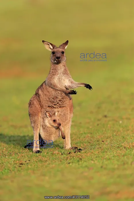  : Eastern giant grey kangaroo (Macropus giganteus)
