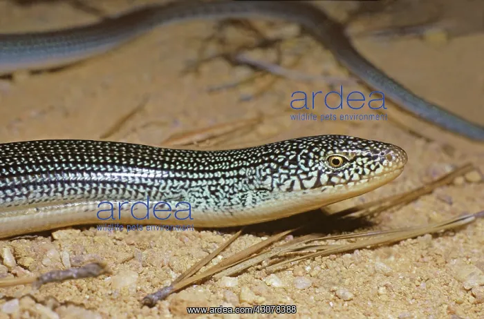 : Eastern Glass Lizard : Eastern Glass Lizard