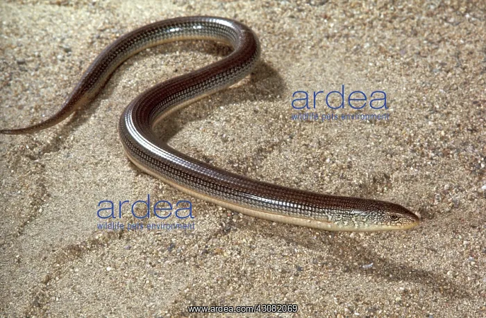 : Eastern Glass Lizard : Eastern Glass Lizard