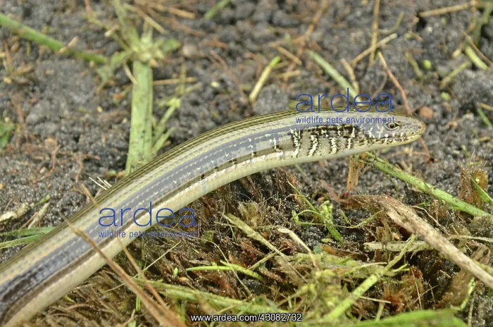 : Eastern Glass Lizard : Eastern Glass Lizard
