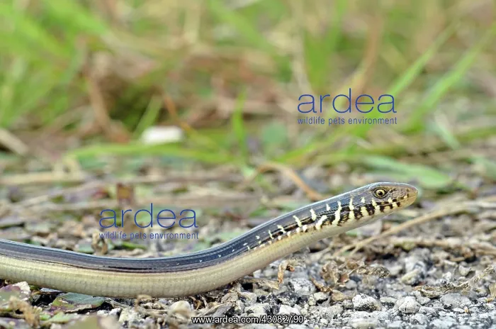 : Eastern Glass Lizard : Eastern Glass Lizard