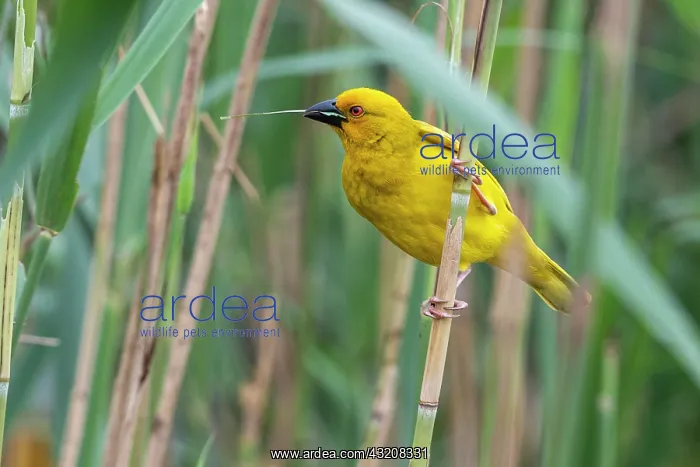 : Eastern golden weaver (Ploceus subaureus) Yellow : Eastern golden weaver (Ploceus subaureus) Yellow