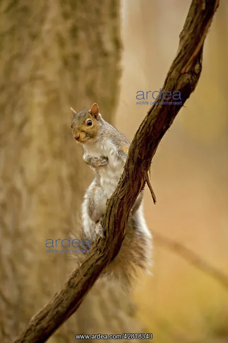 : Eastern Gray Squirrel : Eastern Gray Squirrel