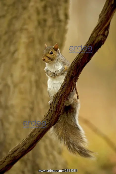 : Eastern Gray Squirrel : Eastern Gray Squirrel