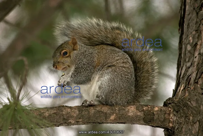 : Eastern Gray Squirrel : Eastern Gray Squirrel