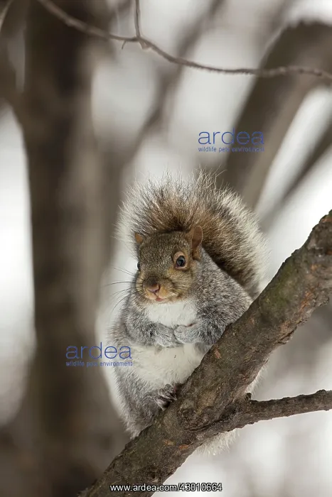 : Eastern Gray Squirrel : Eastern Gray Squirrel