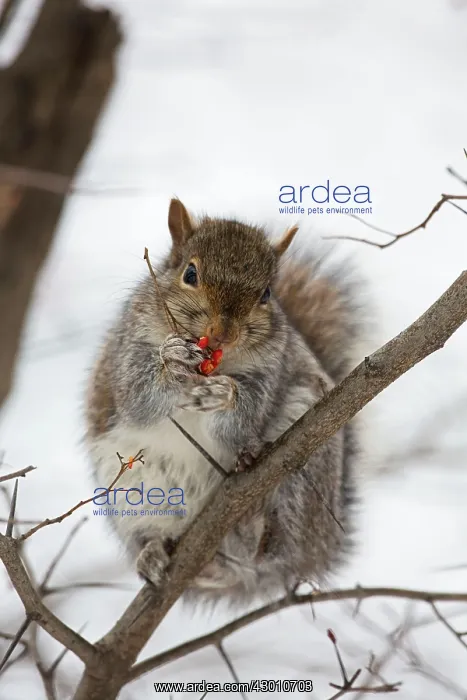 : Eastern Gray Squirrel : Eastern Gray Squirrel