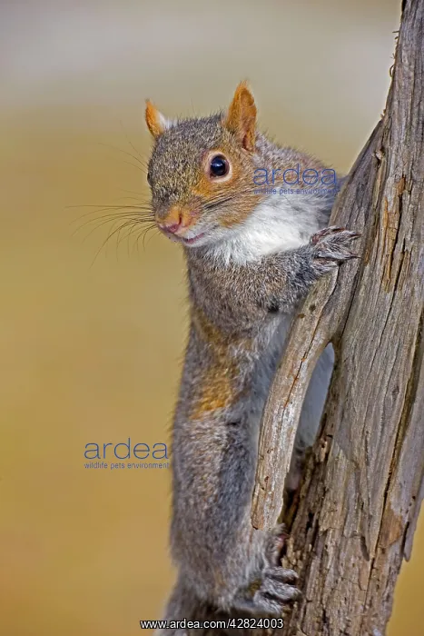 : Eastern Gray Squirrel - on dead tree : Eastern Gray Squirrel - on dead tree