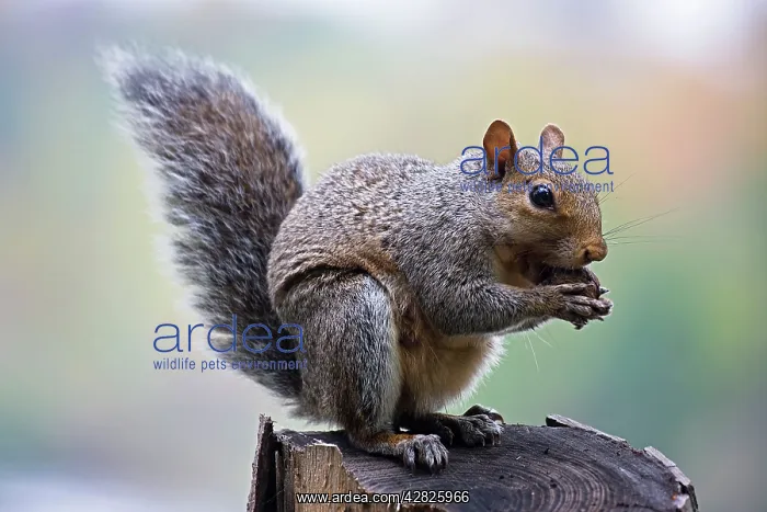 : Eastern Gray Squirrel - Eating nuts in tree : Eastern Gray Squirrel - Eating nuts in tree