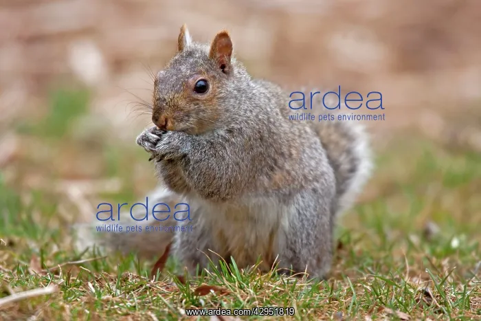 : Eastern Gray Squirrel - feeding : Eastern Gray Squirrel - feeding