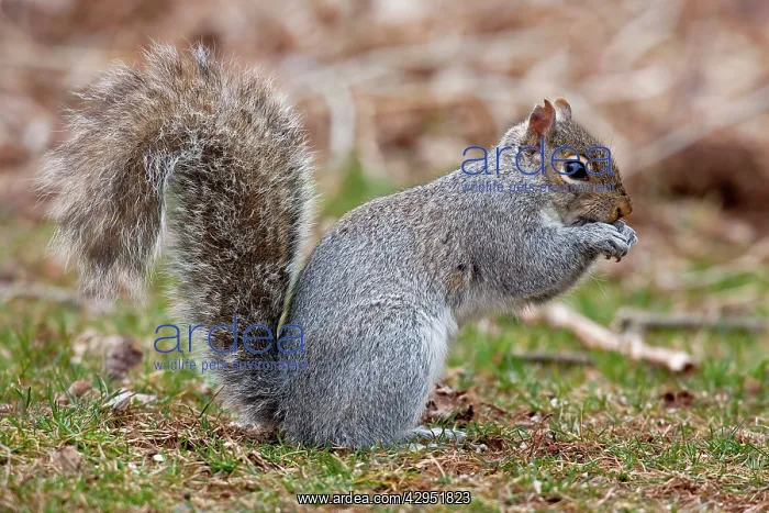 : Eastern Gray Squirrel - feeding : Eastern Gray Squirrel - feeding