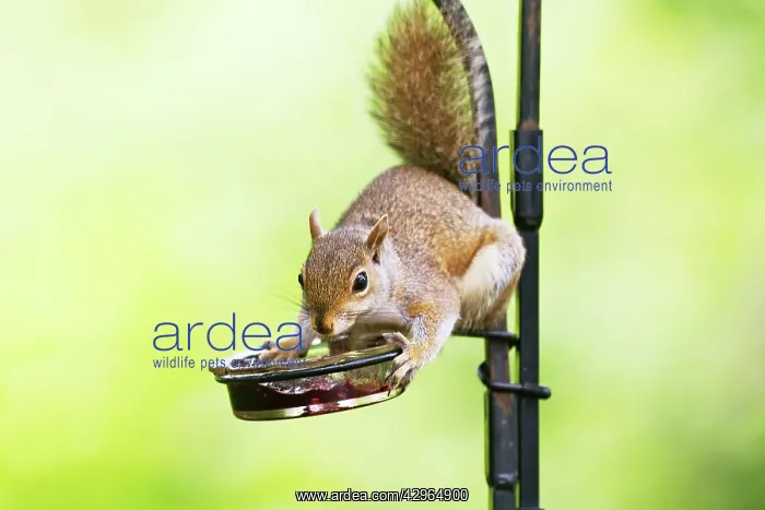 : Eastern Gray Squirrel - Feeding on grape jelly : Eastern Gray Squirrel - Feeding on grape jelly