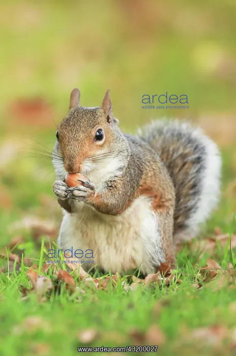 : Eastern gray squirrel (Sciurus carolinensis), England : Eastern gray squirrel (Sciurus carolinensis), England