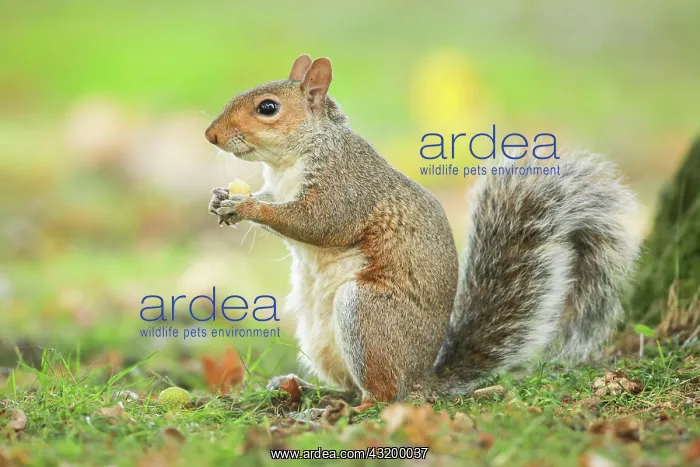 : Eastern gray squirrel (Sciurus carolinensis), England : Eastern gray squirrel (Sciurus carolinensis), England