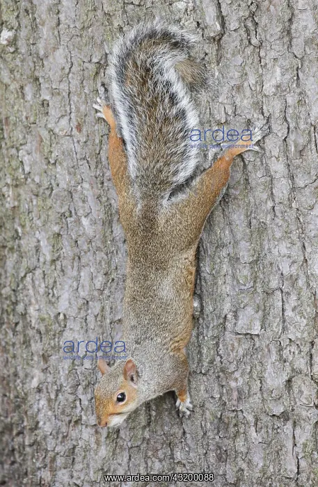 : Eastern gray squirrel (Sciurus carolinensis), England : Eastern gray squirrel (Sciurus carolinensis), England