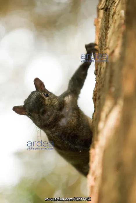 : Eastern gray squirrel, Sciurus carolinensis : Eastern gray squirrel, Sciurus carolinensis