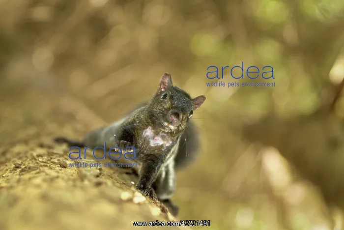 : Eastern gray squirrel, Sciurus carolinensis : Eastern gray squirrel, Sciurus carolinensis