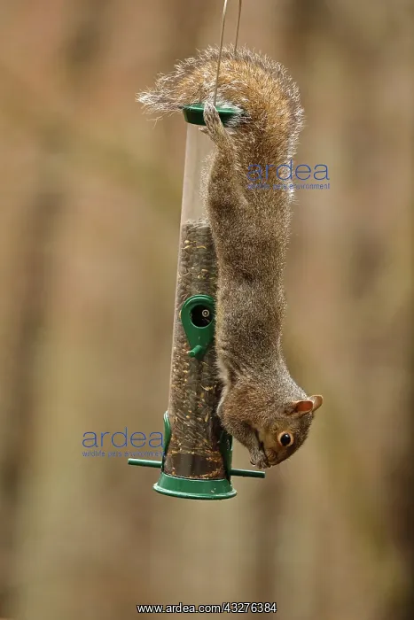 : eastern gray squirrel (Sciurus carolinensis), feeding : eastern gray squirrel (Sciurus carolinensis), feeding