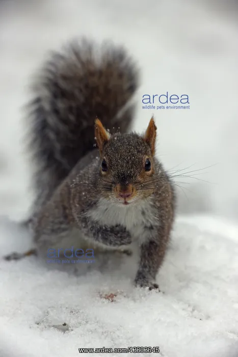 : Eastern Gray Squirrel (Sciurus carolinensis) - : Eastern Gray Squirrel (Sciurus carolinensis) -