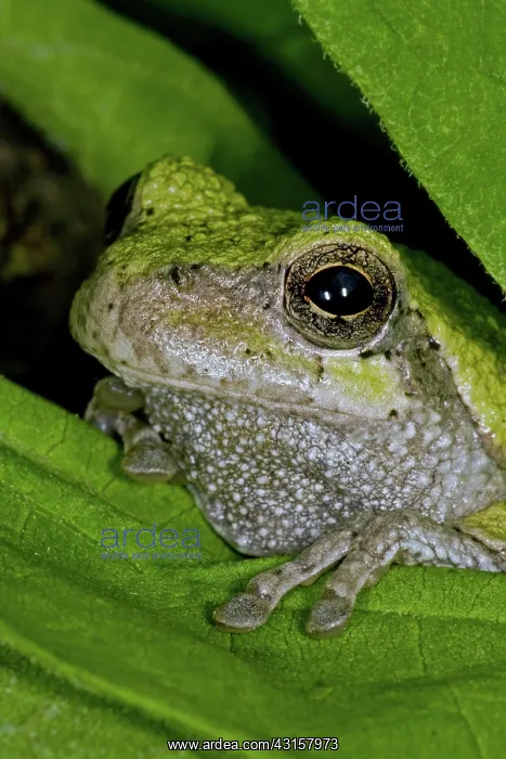 : Eastern Gray Tree Frog : Eastern Gray Tree Frog