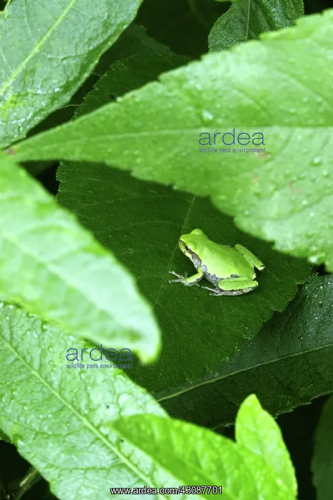 : Eastern Gray Treefrog : Eastern Gray Treefrog