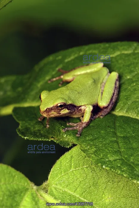 : Eastern Gray Treefrog : Eastern Gray Treefrog