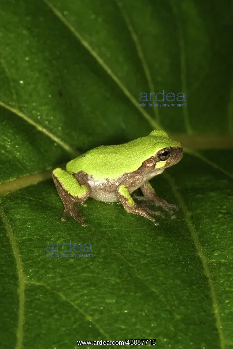 : Eastern Gray Treefrog : Eastern Gray Treefrog