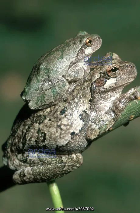 : Eastern Gray Treefrogs : Eastern Gray Treefrogs
