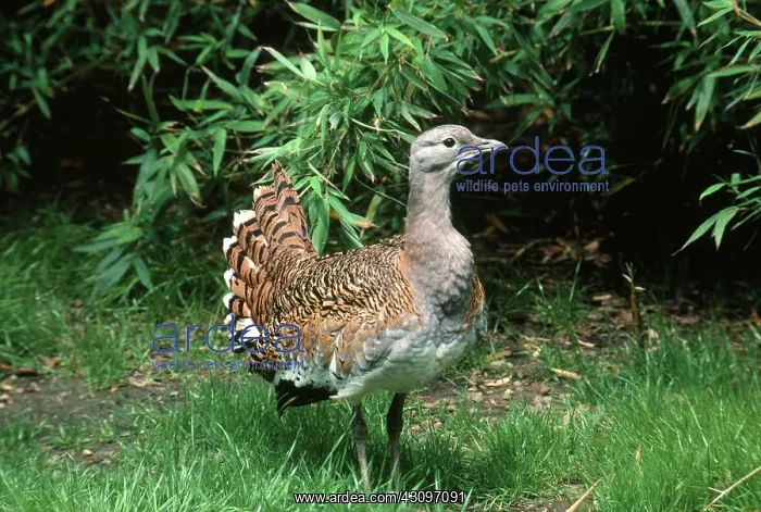 : Eastern Great Bustard : Eastern Great Bustard
