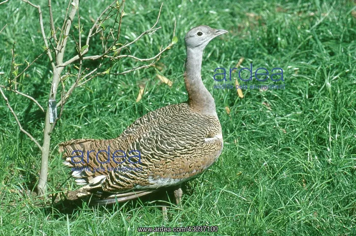 : Eastern Great Bustard : Eastern Great Bustard