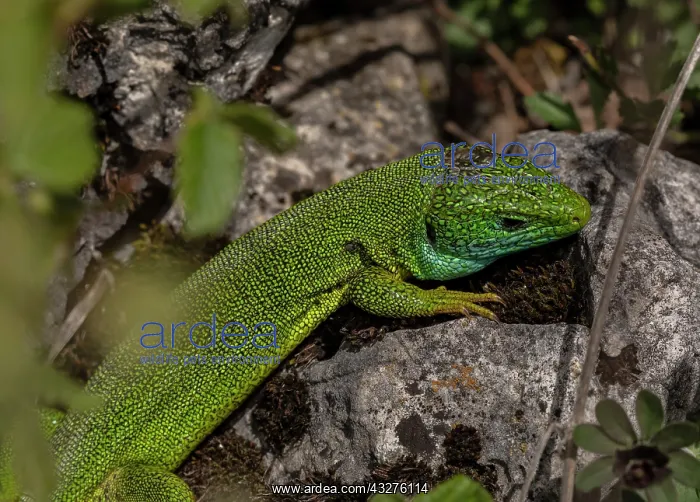 : Eastern Green Lizard, Lacerta viridis, male in scrub : Eastern Green Lizard, Lacerta viridis, male in scrub