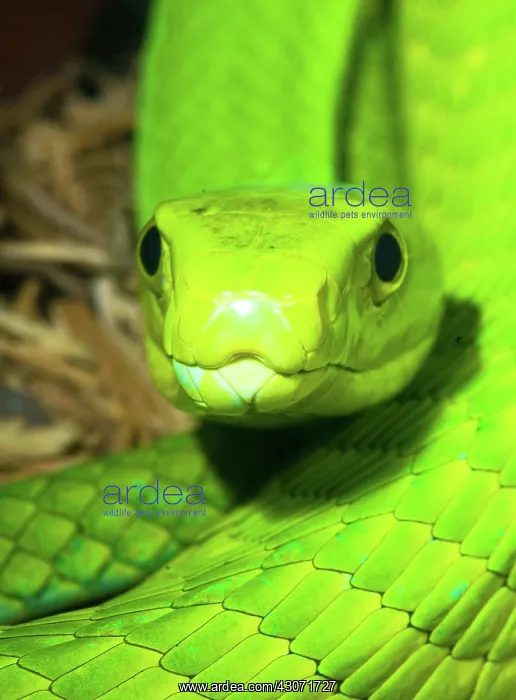 : Eastern Green Mamba : Eastern Green Mamba