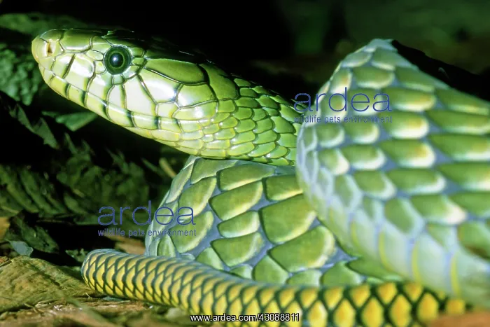  : Eastern Green Mamba