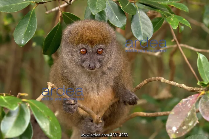 : Eastern Grey Bamboo Lemur : Eastern Grey Bamboo Lemur